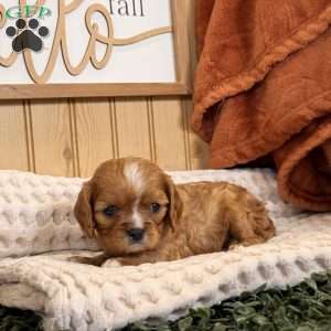 Callie, Cavalier King Charles Spaniel Puppy